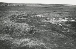 Efri-Seyðisárdrög 1971 á Auðkúluheiði