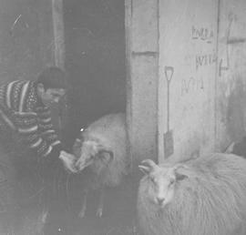 1988-Guðlaugur Einarsson í fjárhúsum á Þverá